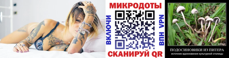 Галлюциногенные грибы Psilocybine cubensis  Покачи 